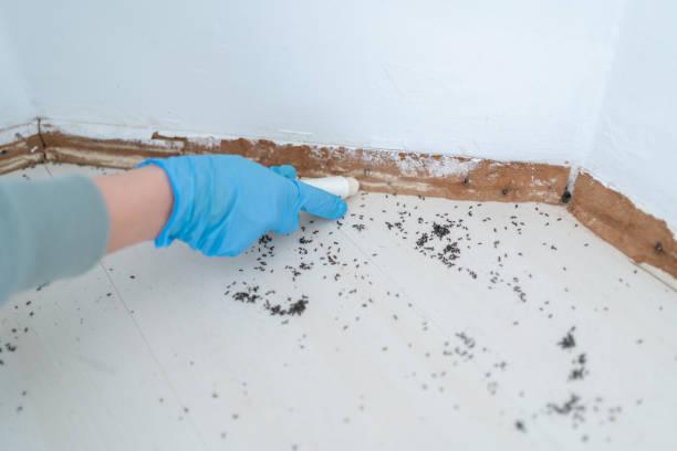 Best Spider Control Near Me  in Groveland, FL