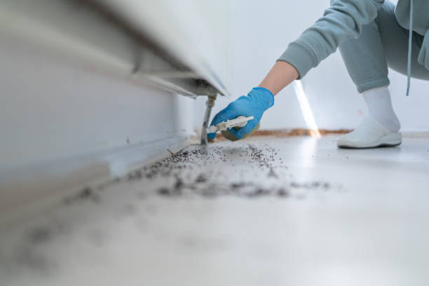 Best Termite Control Services  in Groveland, FL